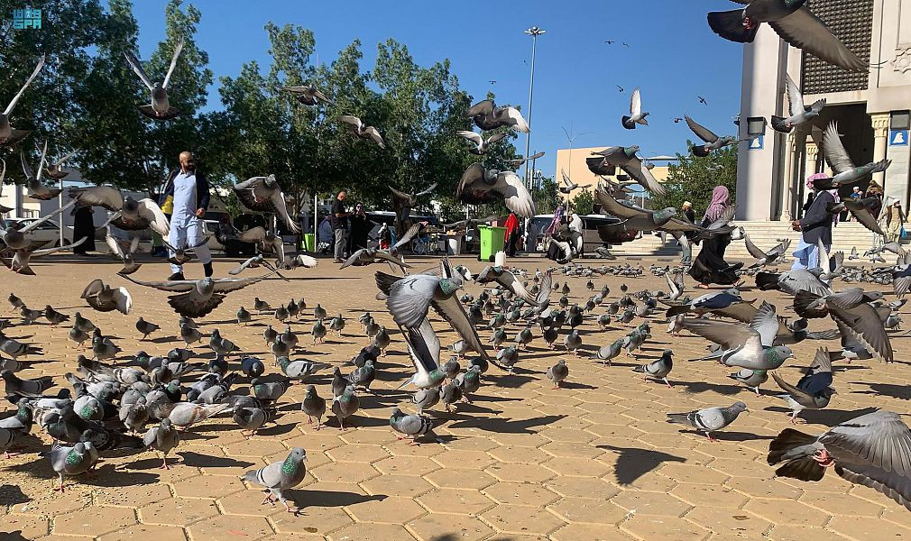 طيور الحرم المكي