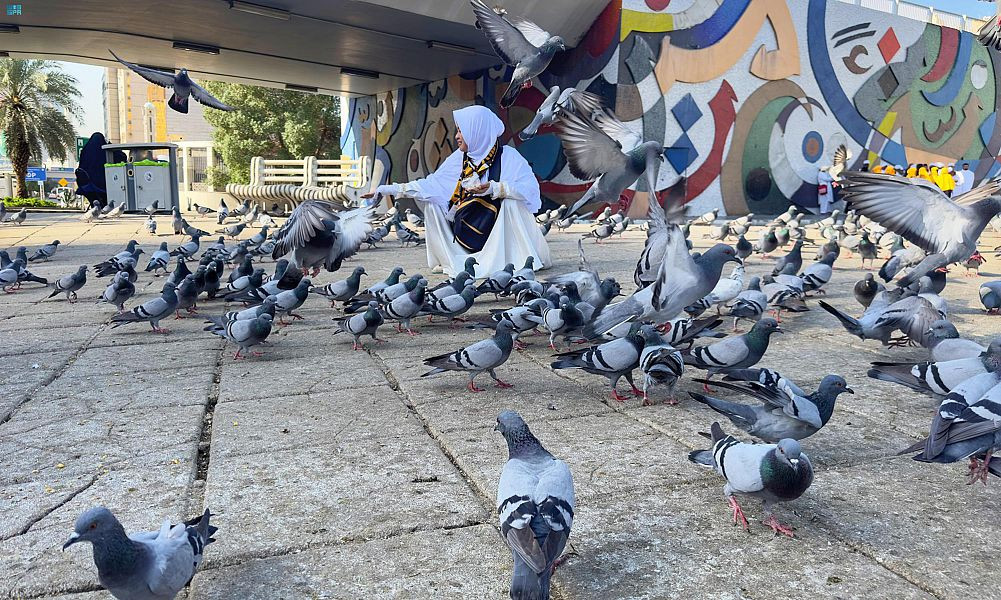 طيور الحرم المكي