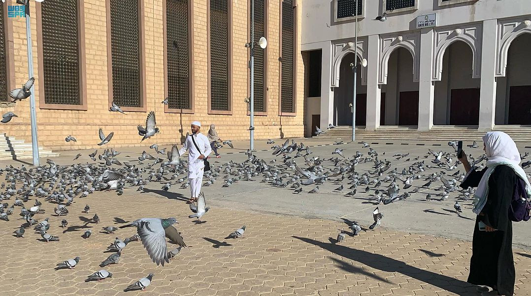 طيور الحرم المكي