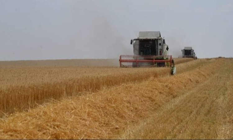 محافظ الإسماعيلية: توريد ٨٣.٥ ٪ من المستهدف من القمح المحلي بالإسماعيل