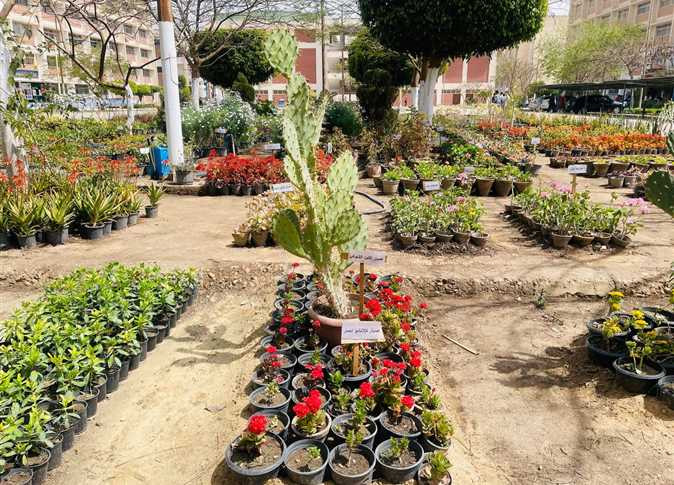 معرض زهور الربيع