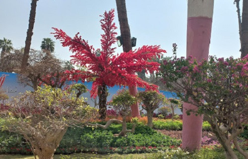 معرض زهور الربيع