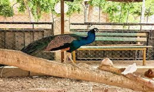 معرض زهور الربيع