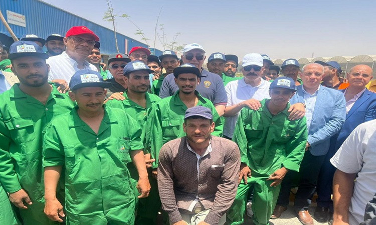 شتلات قصب السكر