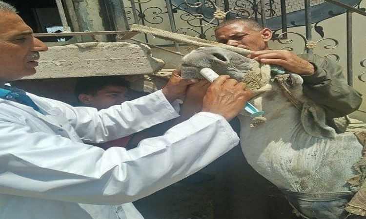 الشرقية
