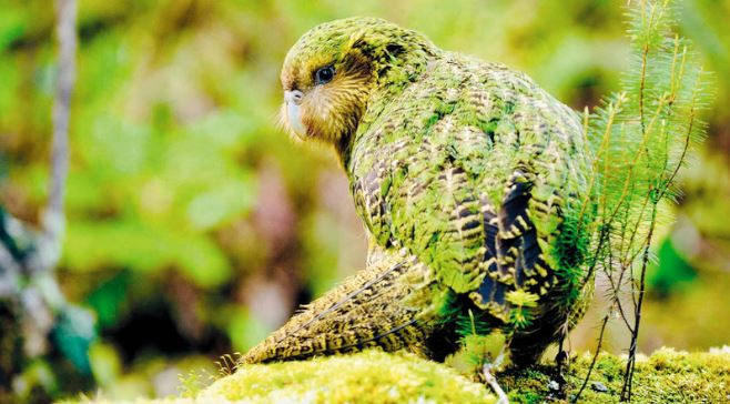 طيور منقرضة