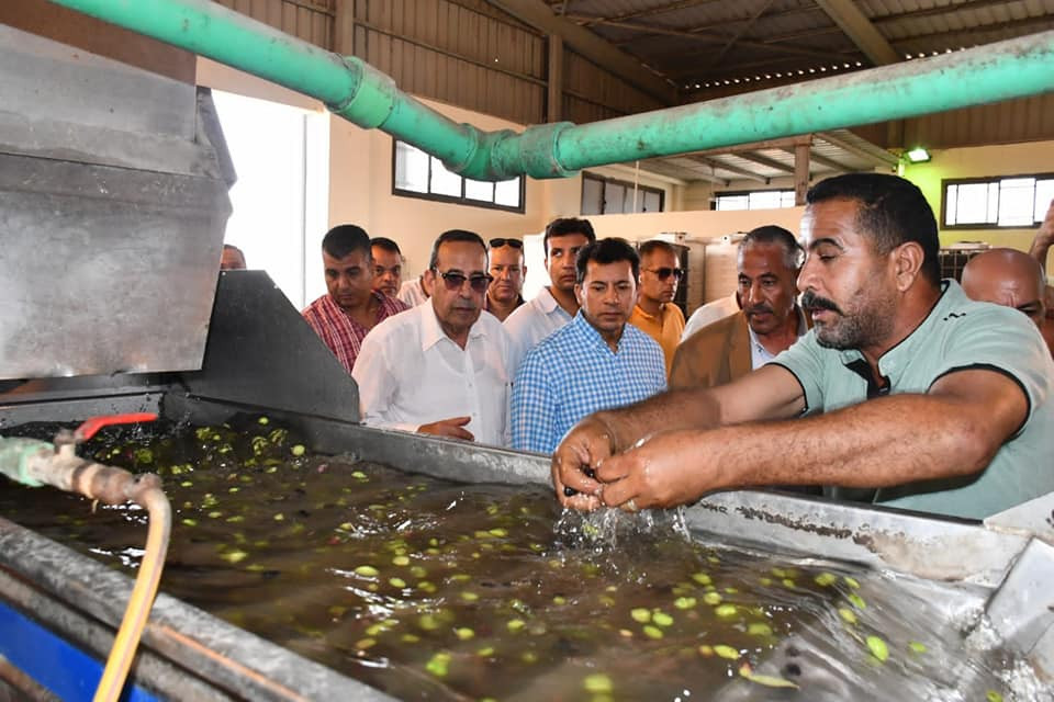 مهرجان الزيتون بالعريش
