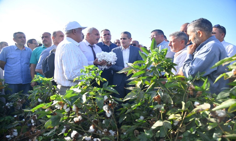 بدء جني الذهب الأبيض