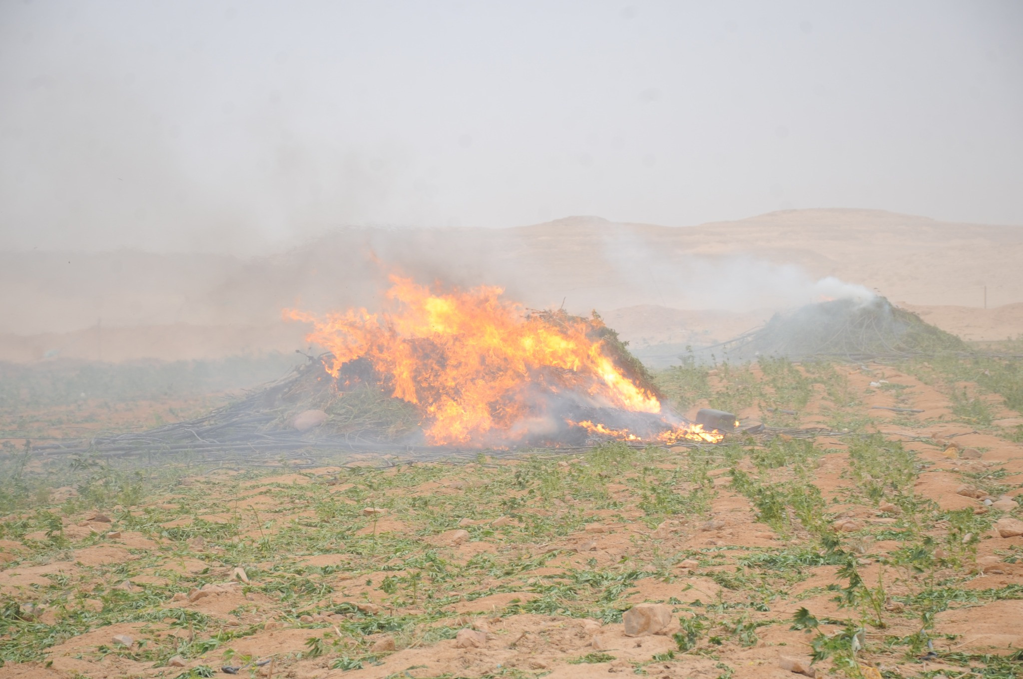 حملات على الزراعات المخدرة بسيناء