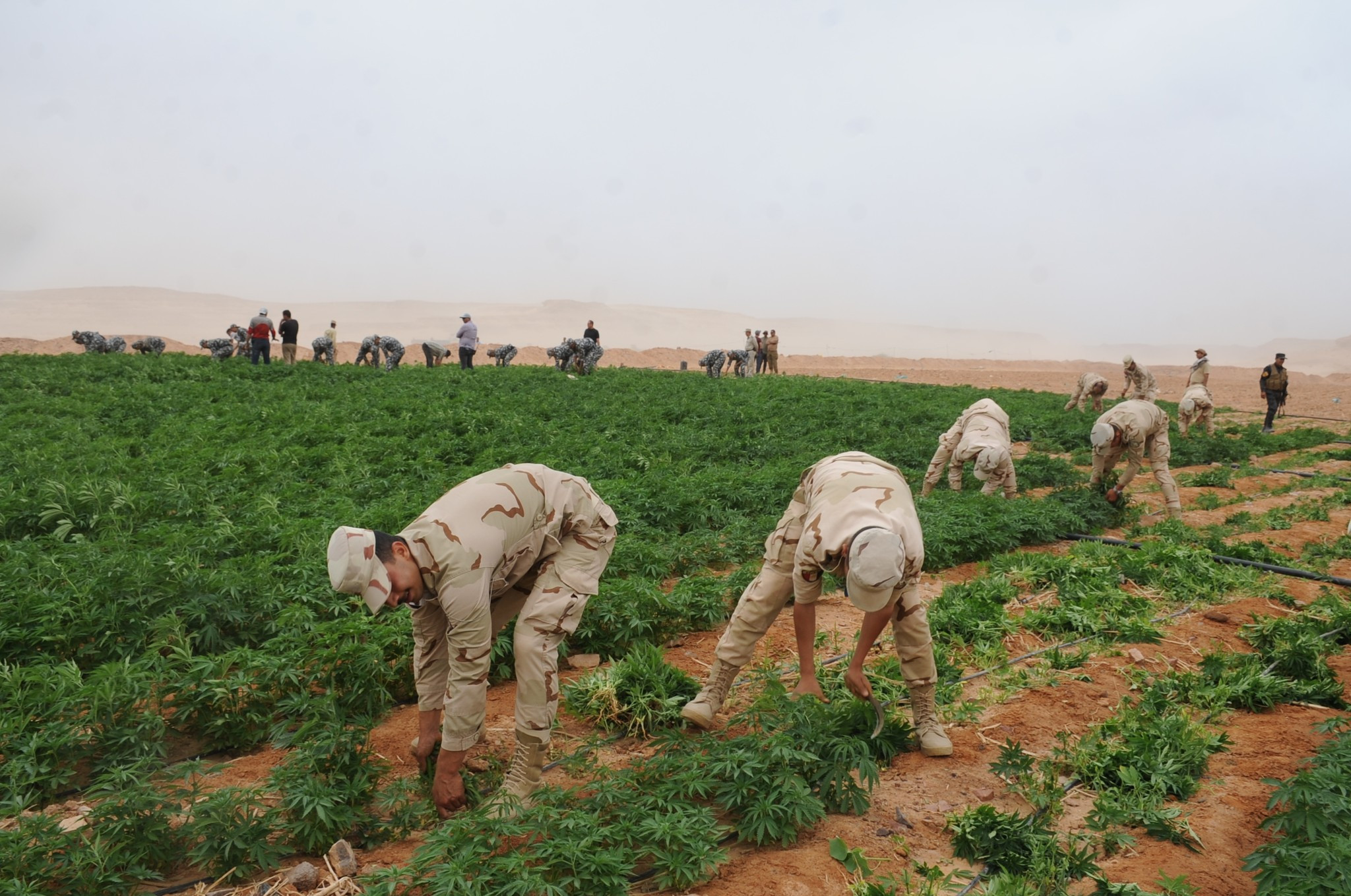 حملات على الزراعات المخدرة بسيناء