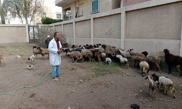 جامعة الزقازيق