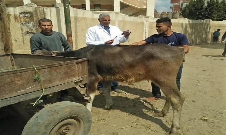 قافلة بيطرية