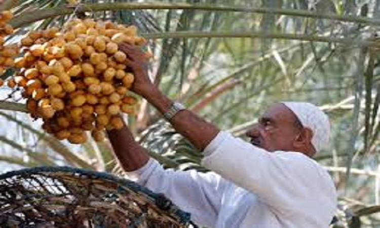 تمور