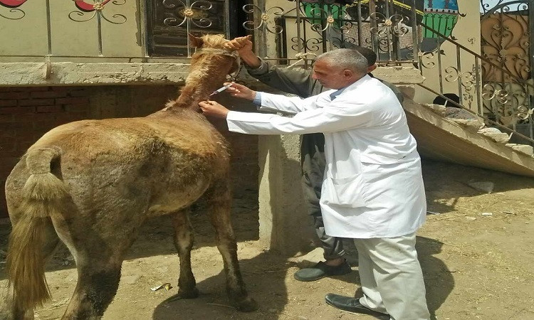 قافلة بيطرية