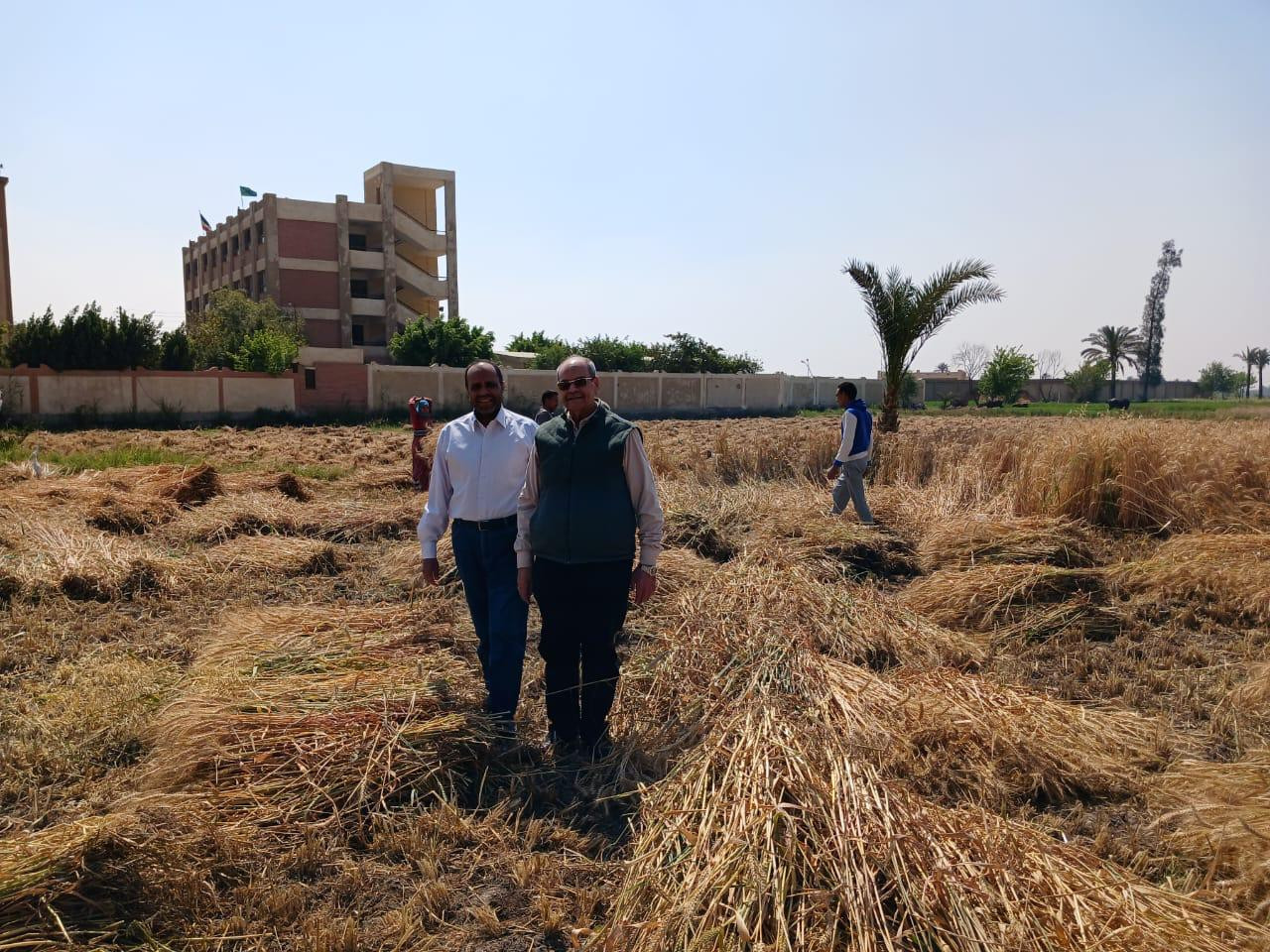 الزراعة قمح