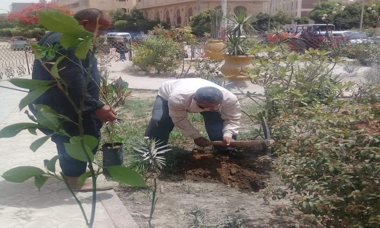 الفيوم تشهد زراعة 51 ألف شجرة في إطار مبادرة 