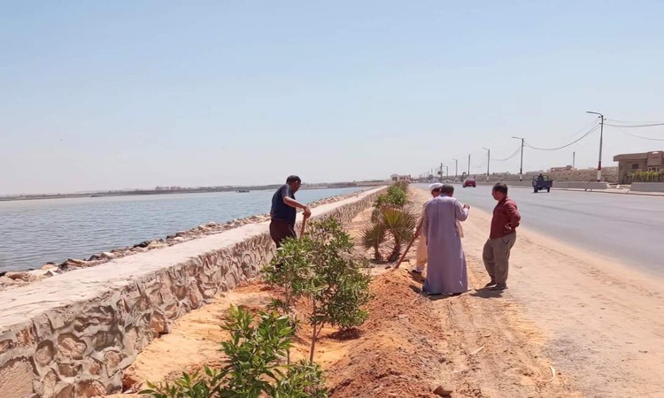 الفيوم تشهد زراعة 51 ألف شجرة في إطار مبادرة 