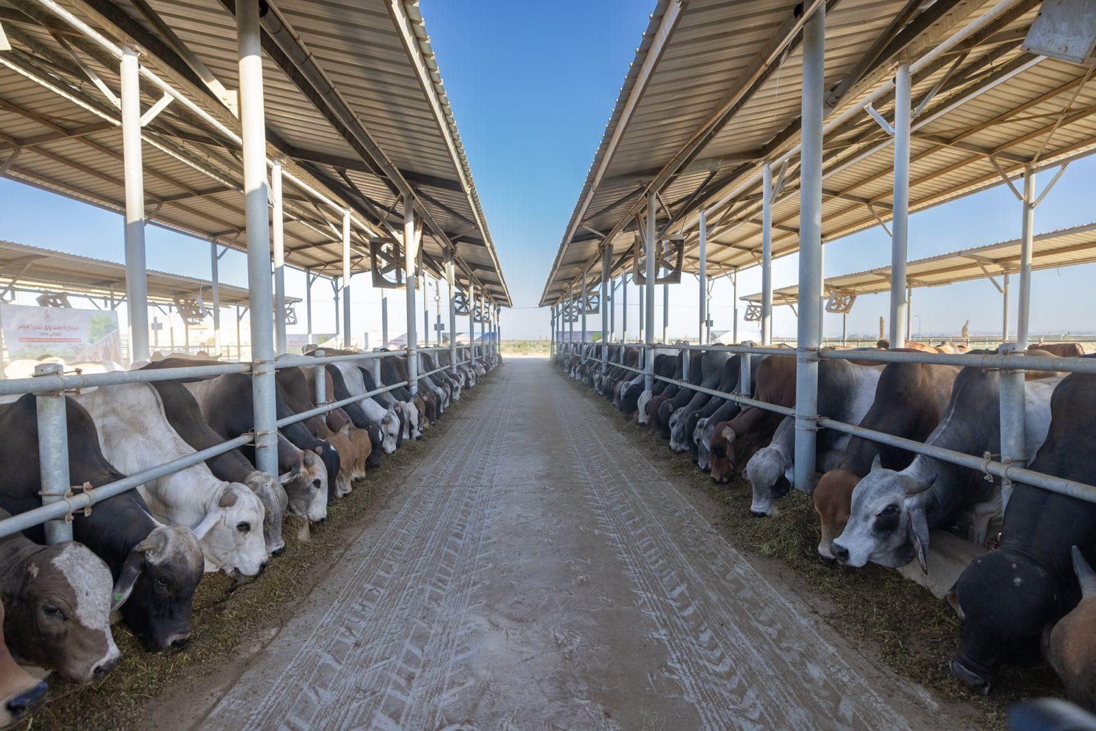 مبادرة أضاحي