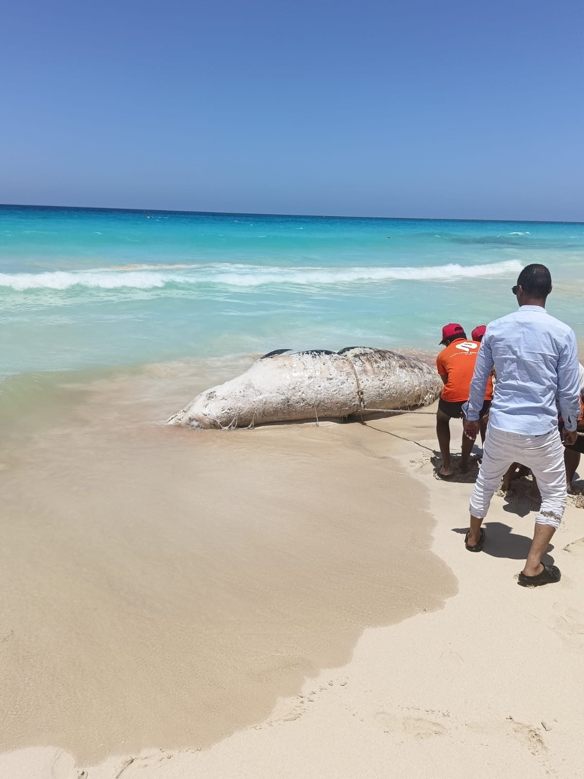 دفن الحوت النافق