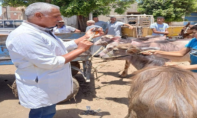 قافلة بيطرية