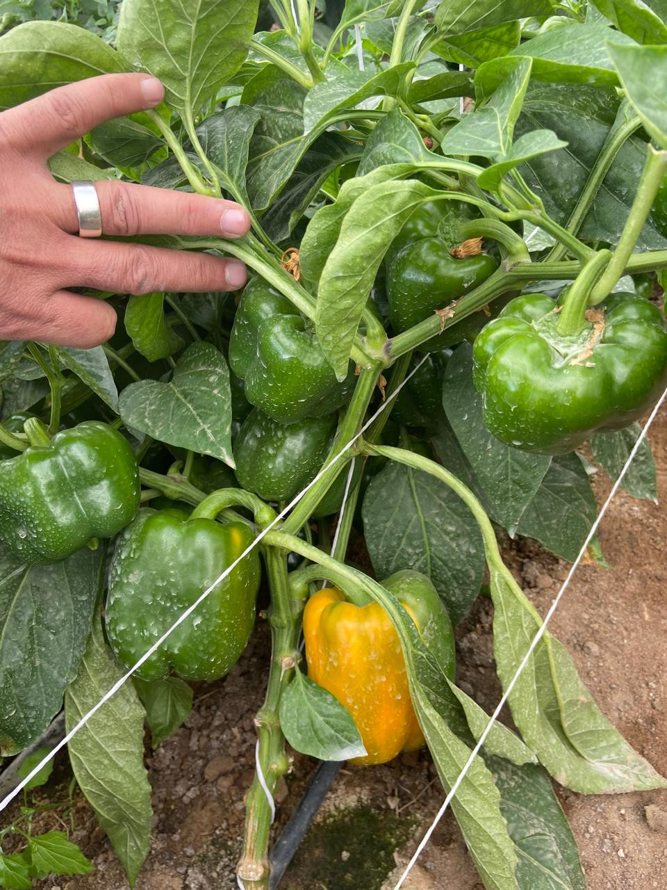 زراعة القاهرة