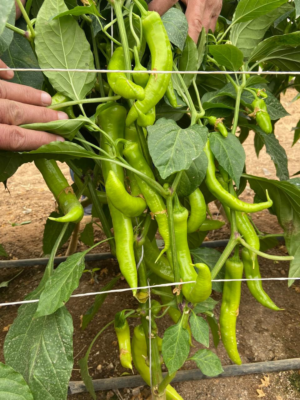 زراعة القاهرة