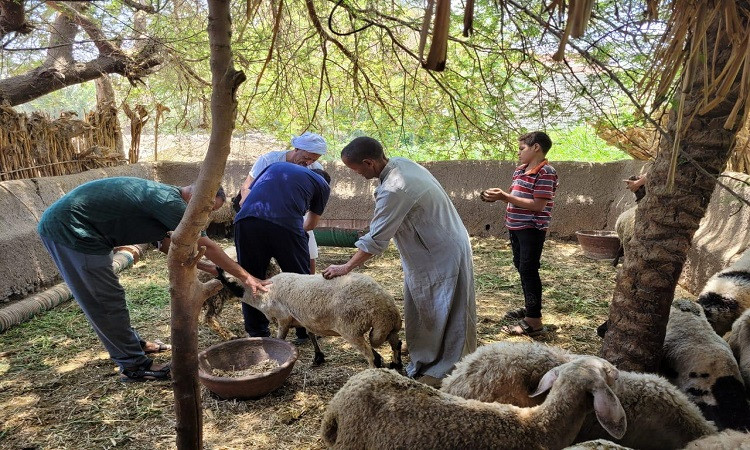 أعلن اللواء عماد كدواني، محافظ المنيا