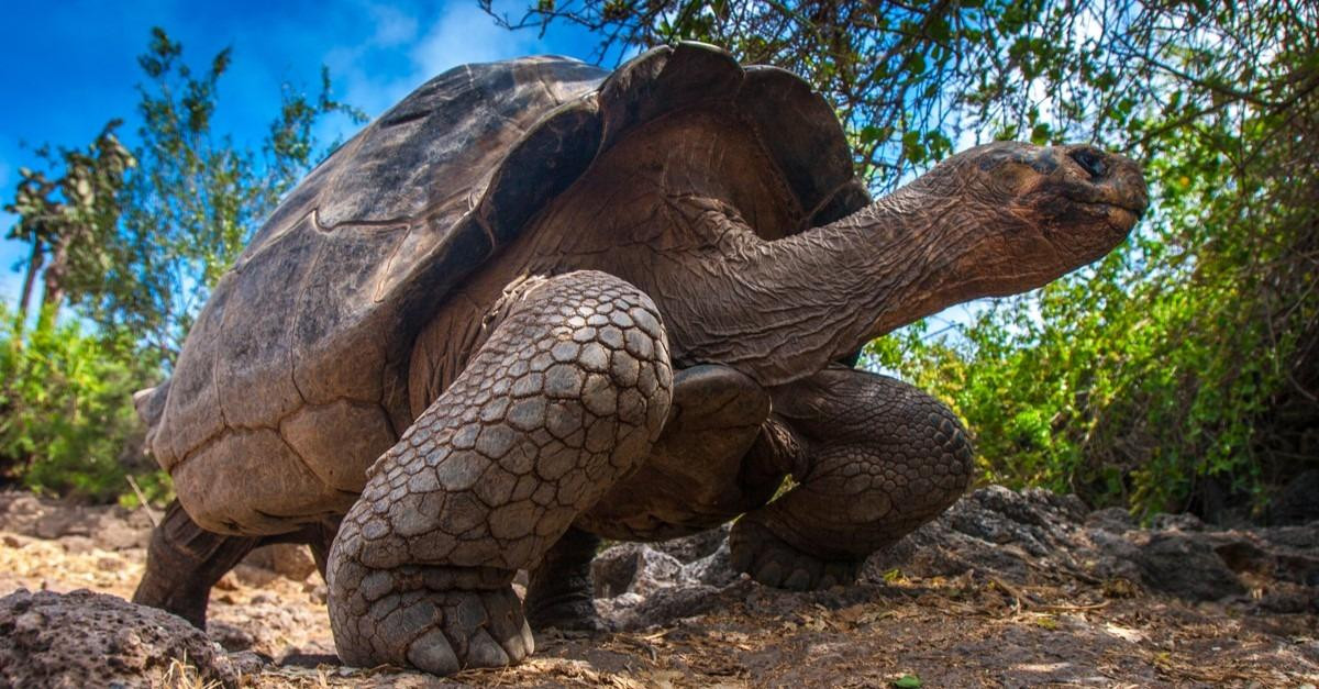 سلحفاة جالاباجوس