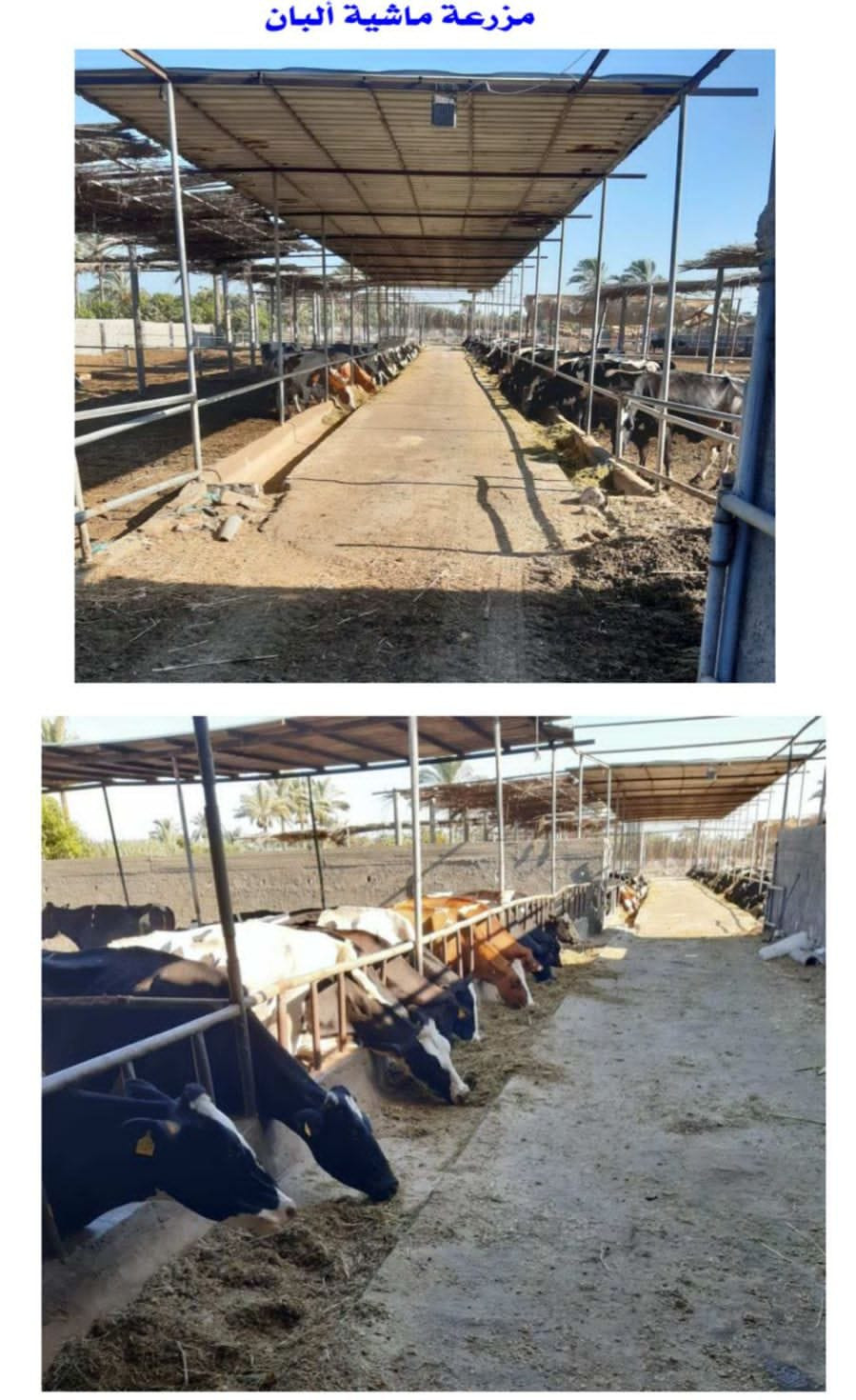 وزيرة التنمية المحلية