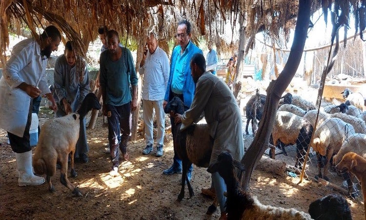 محافظ المنيا يشدد على تكثيف الجهود لحماية الثروة الحيوانية