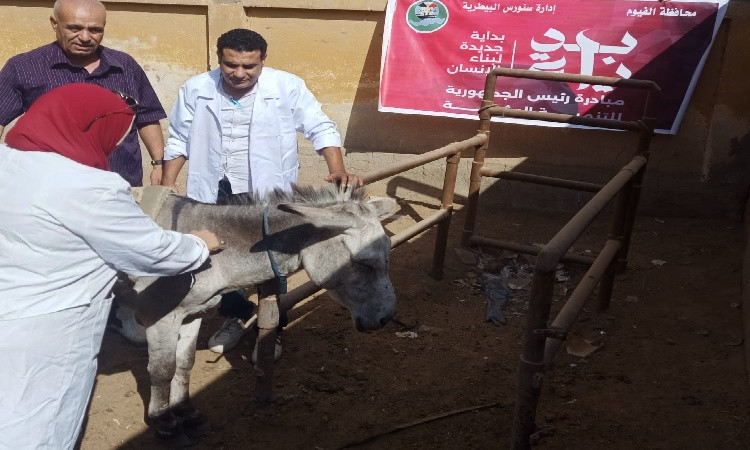 الطب البيطري بالفيوم ينظم قافلة بيطرية مجانية ضمن المبادرة الرئاسية بد