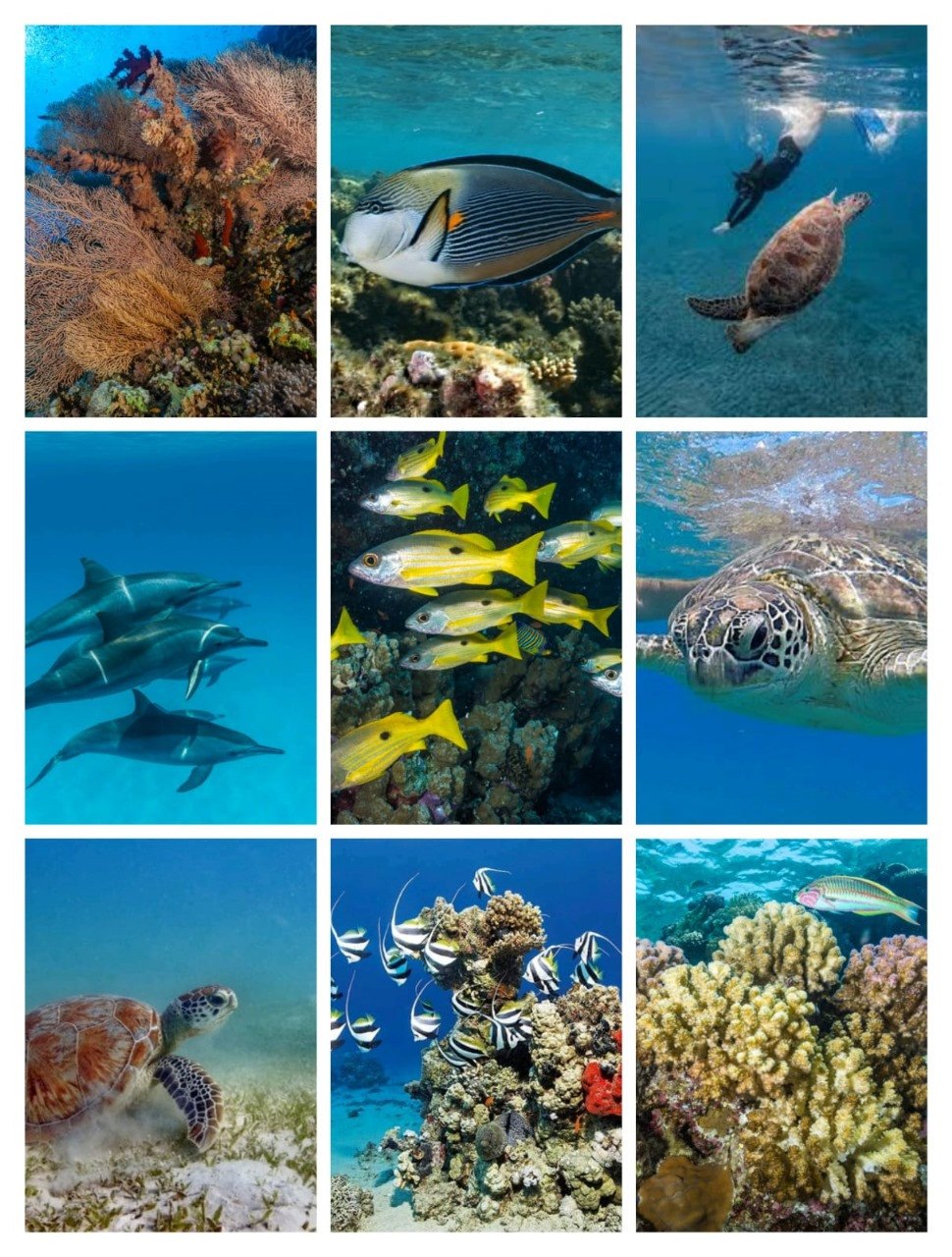 افضل فري ريفية 2024