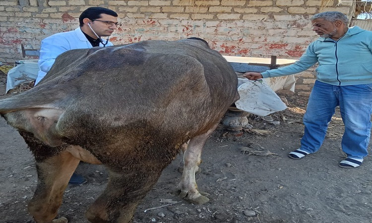 بيطرى الزقازيق يوجه قافلة طبية لمدينة كفور نجم بالإبراهيمية