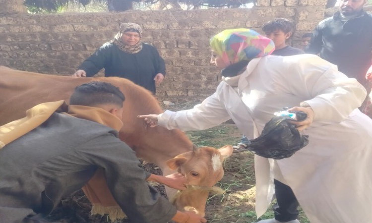 بيطري المنيا: تحصين 152 ألف رأس ضد الحمى&nbsp;القلاعية وحمى الوادي المتصدع