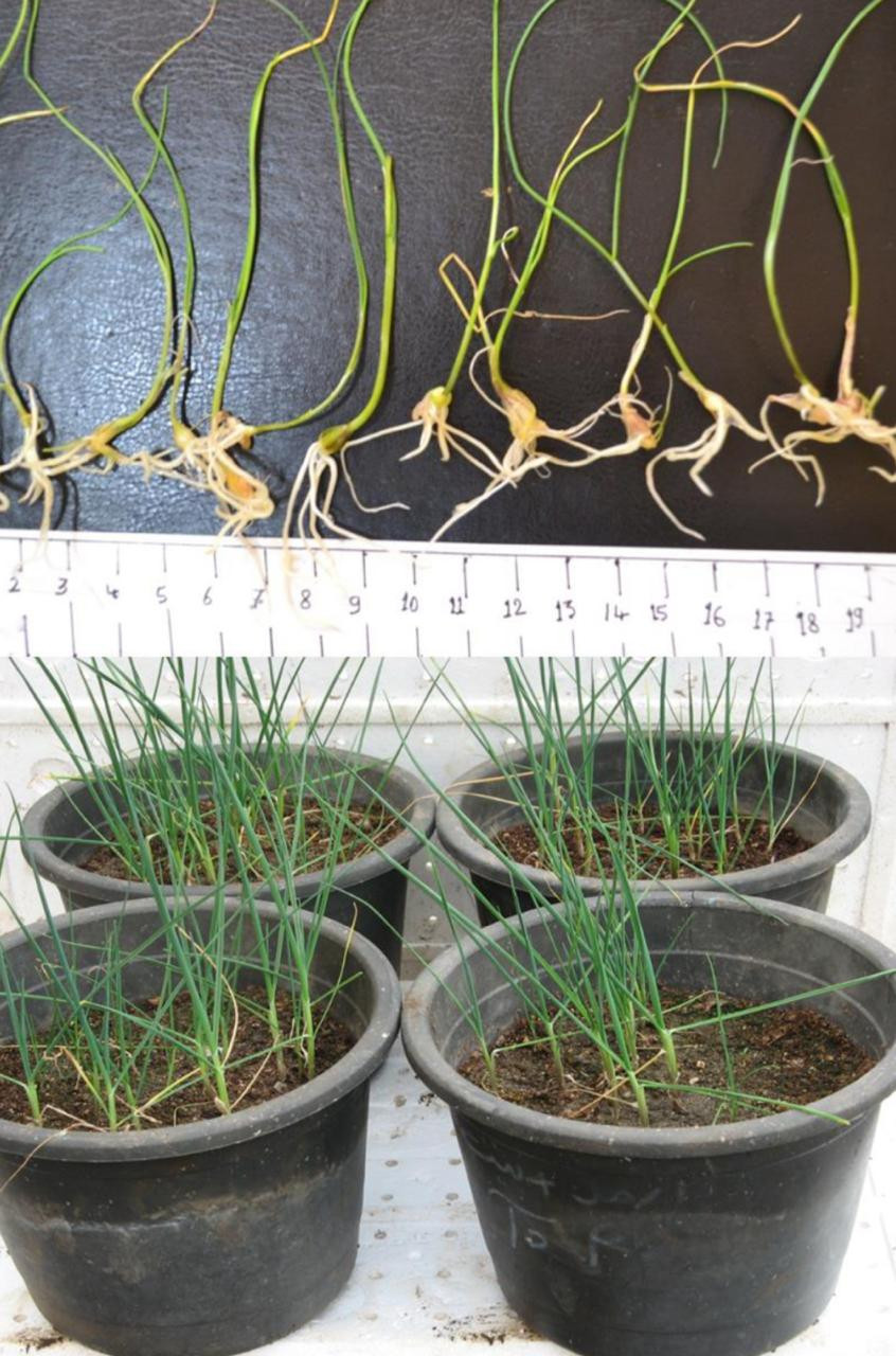 زراعة كفر الشيخ