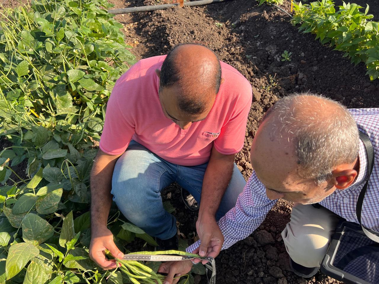 زراعة كفر الشيخ