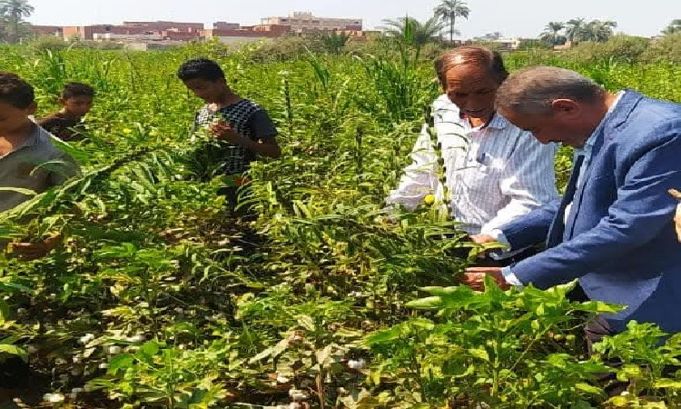 محافظ الفيوم يتابع جهود مديرية الزراعة خلال عام 2024