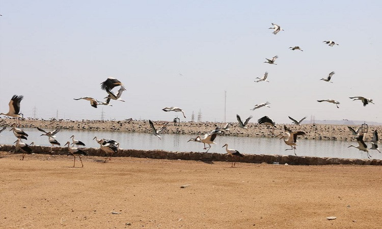 طيور