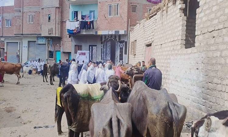 جامعة الفيوم تنظم قافلة بيطرية مجانية بقرية بحر أبو المير