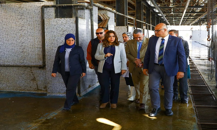 التنمية المحلية