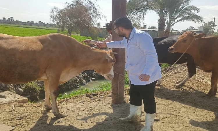 محافظ الفيوم يتابع جهود وأنشطة مديرية الطب البيطري خلال شهر فبراير الم