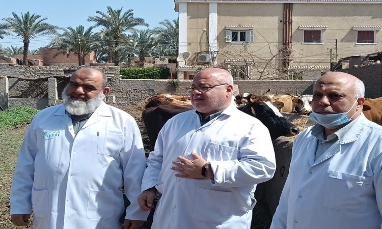 الفيوم: حملة مكبرة لتحصين الماشية ضد الحمى القلاعية والوادي المتصدع بس