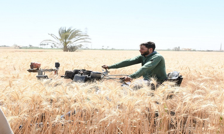 محافظ الفيوم يشهد انطلاق موسم حصاد القمح بأحد الحقول الزراعية