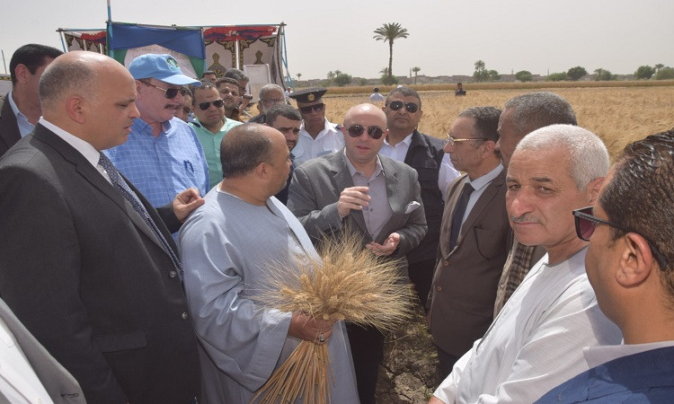 محافظ بني سويف يفتتح موسم حصاد القمح