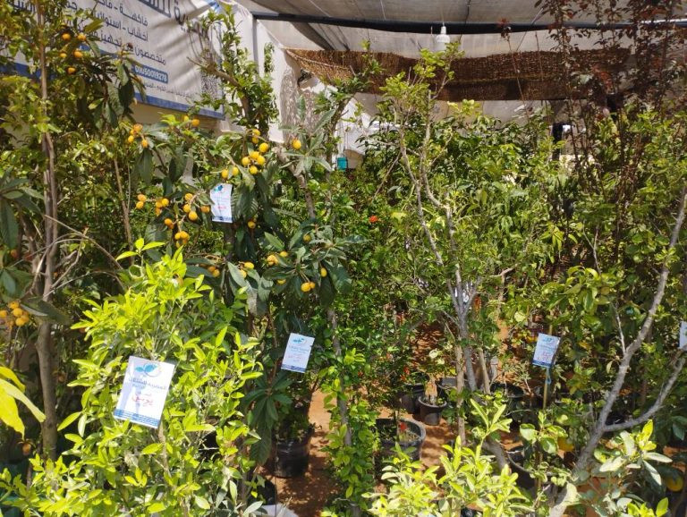 معرض زهور الربيع