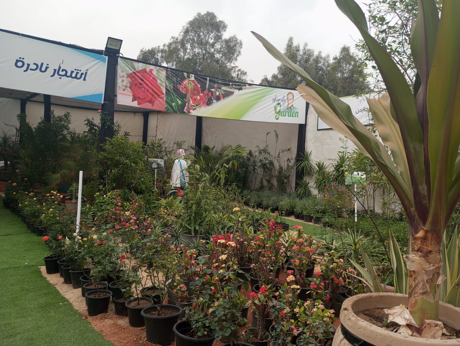 معرض زهور الربيع