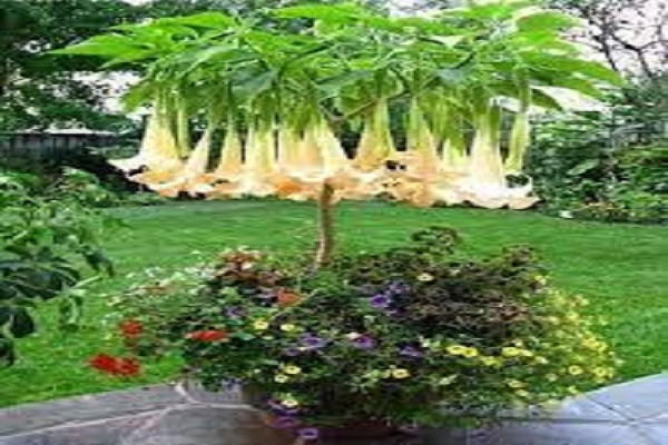 زهرة بوق الملائكة