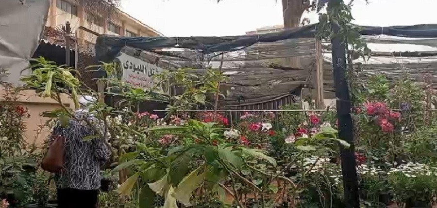 زهرة بوق الملائكة