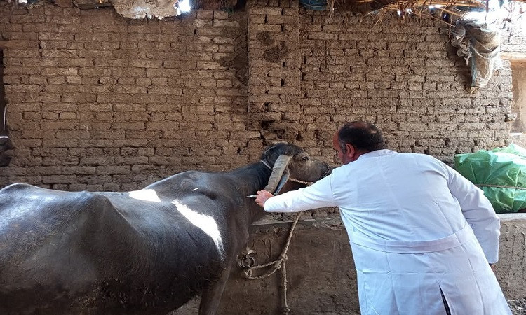 محافظ المنوفية: تحصين 331 ألف و466 رأس ماشية ضد مرض الحمى القلاعية