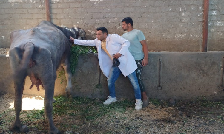 محافظ الفيوم يتابع جهود وأنشطة مديرية الطب البيطري خلال شهر أبريل الما